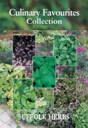 Picture of Collection Pack Culinary Favourites - Basil, Sage, Thyme, Mint, Sweet Majoram
