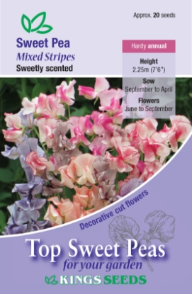 Picture of Sweet Pea Mixed Stripes