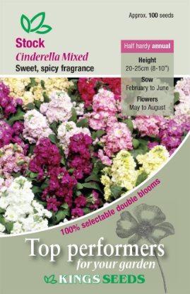 Picture of Stock Cinderella Mixed