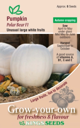 Picture of Pumpkin Polar Bear F1