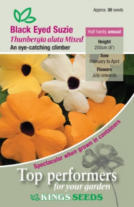 Picture of Thunbergia Alata Mixed Black Eyed Suzie