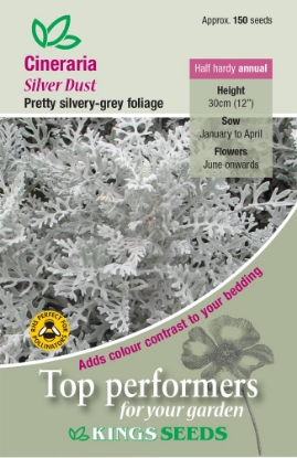Picture of Cineraria Maritima Silver Dust