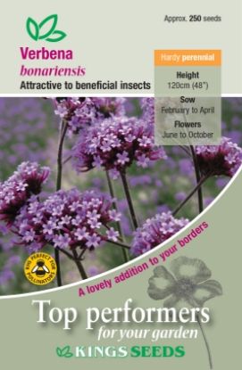 Picture of Verbena Bonariensis