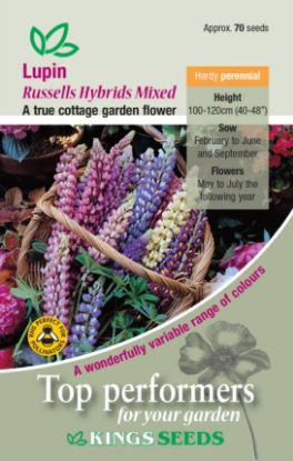 Picture of Lupin Russell Hybrids Mix