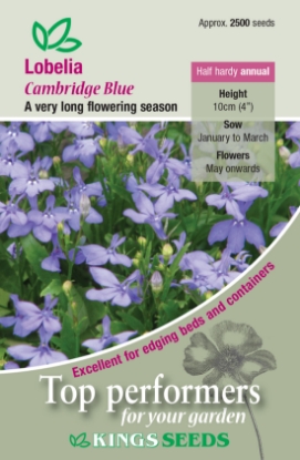 Picture of Lobelia Cambridge Blue