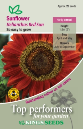 Picture of Sunflower Red Sun 