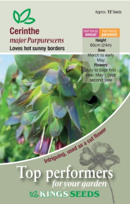 Picture of Cerinthe Major Purpurascens