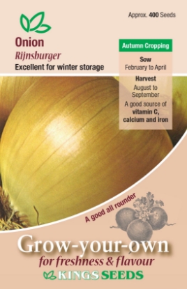 Picture of Onion  Rijnsburger