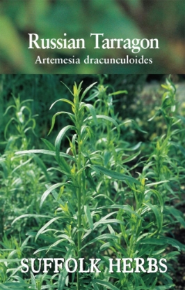 Picture of Tarragon Russian