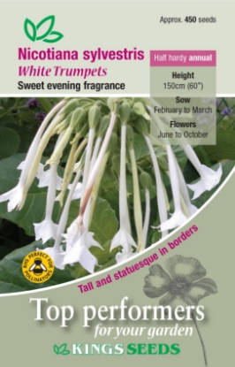 Picture of Nicotiana White Trumpets