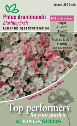 Picture of Phlox Blushing Bride