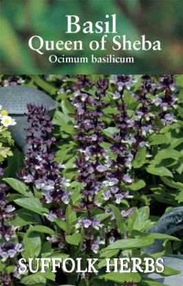 Picture of Herb Basil Queen Of Sheba.
