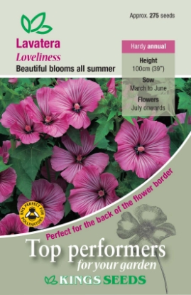 Picture of Lavatera Loveliness