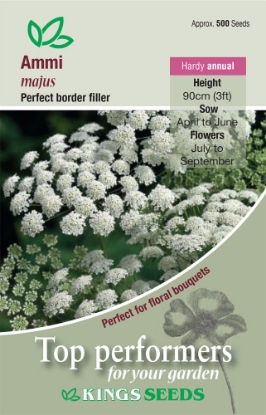 Picture of Ammi Majus