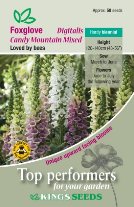 Picture of Foxglove Candy Mountain Mixed