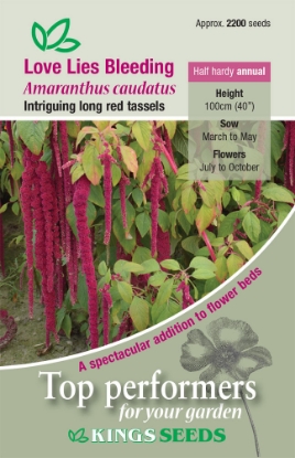 Picture of Love Lies Bleeding Amarathus