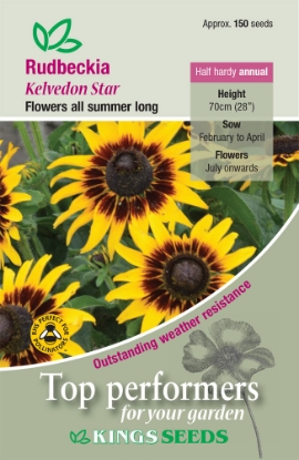 Picture of Rudbeckia Hirta Kelvedon Star