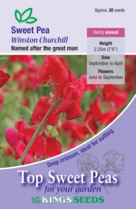 Picture of Sweet Pea Winston Churchill