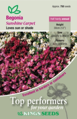 Picture of Begonia Sunshine Carpet