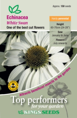 Picture of Echinacea White Swan Prima Donna
