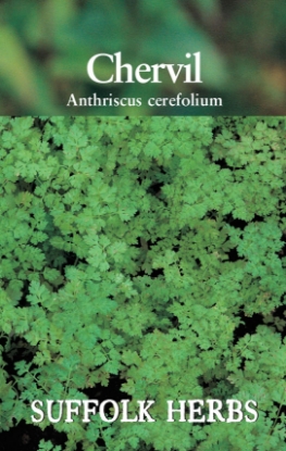 Picture of Chervil Curled