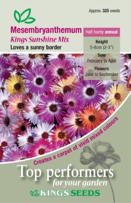 Picture of Mesembryanthemum Kings Sunshine Mix