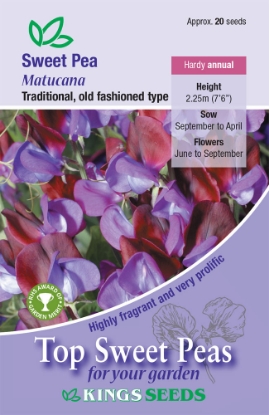 Picture of Sweet Pea Matucana