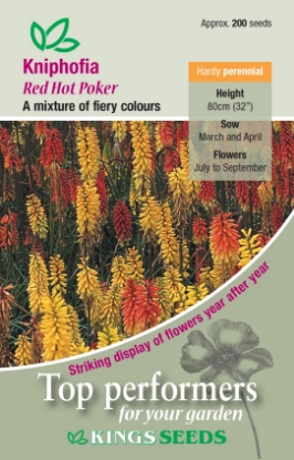 Picture of Kniphofia Red Hot Poker