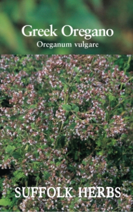 Picture of Oregano Greek