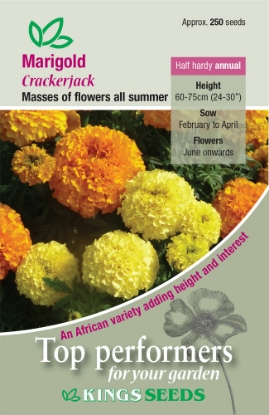 Picture of Marigold African Crackerjack