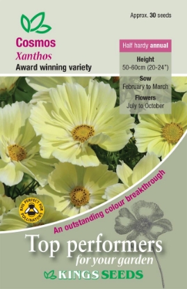 Picture of Cosmos Xanthos