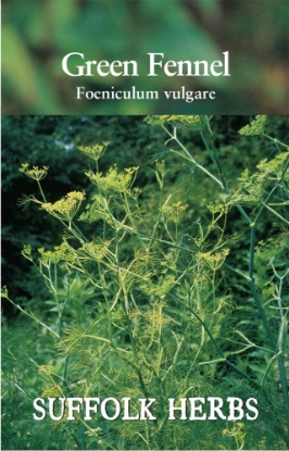Picture of Fennel Green Or Common
