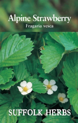 Picture of Strawberry Alpine