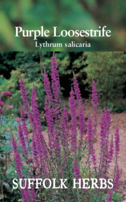 Picture of Purple Loosestrife