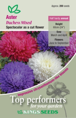 Picture of Aster Duchess Mixed