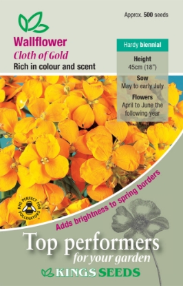 Picture of Wallflower Cloth Of Gold - Golden Yellow