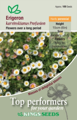 Picture of Erigeron Karvinskianus Profusion