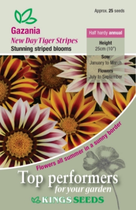 Picture of Gazania New Day Tiger Stripes