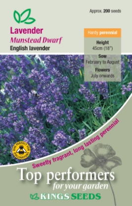 Picture of Lavender Munstead Dwarf