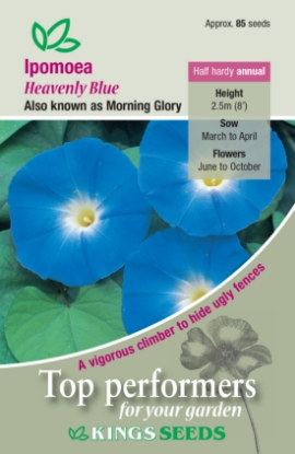 Picture of Ipomoea Heavenly Blue