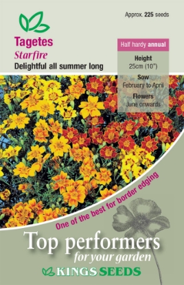 Picture of Tagetes Starfire