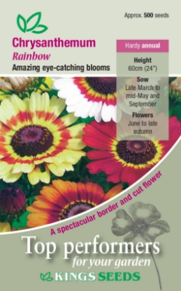 Picture of Chrysanthemum Rainbow