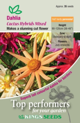 Picture of Dahlia Cactus Hybrids Mixed