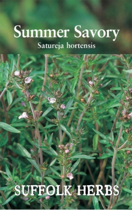 Picture of Summer Savory