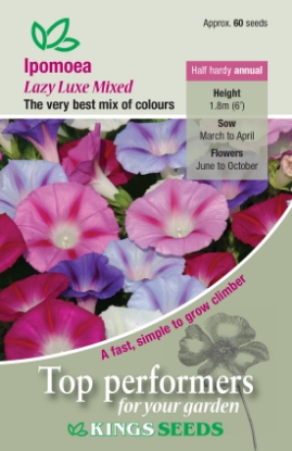 Picture of Ipomoea Purpurea Lazy Luxe Mixed