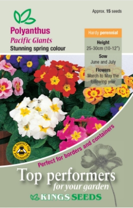 Picture of Polyanthus Pacific Giants