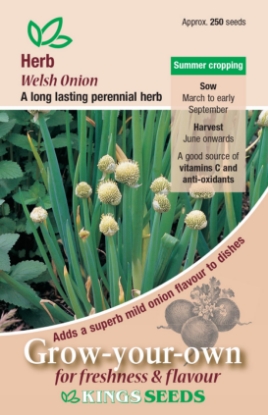 Picture of Herb Welsh Onion
