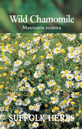 Picture of Chamomile