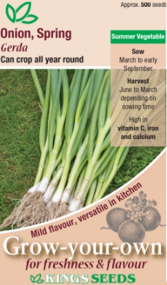 Picture of Onion Spring Gerda 