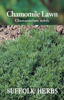 Picture of Chamomile Lawn